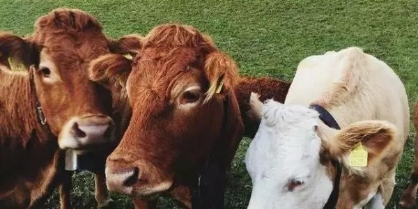 牛肉片